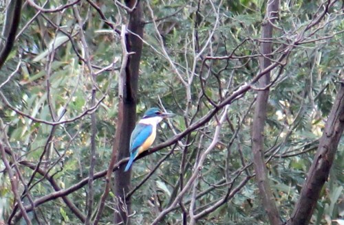 Sacred Kingfisher at Fawkner