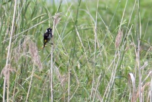 IMG_1101_New_Holland_Honeyeater