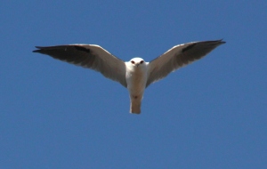 bird of prey over Bababi Djinanang (Jukes Rd Grasslands)