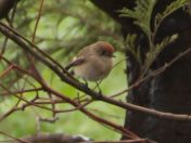 Red-capped Robin at Bababi Djinanang