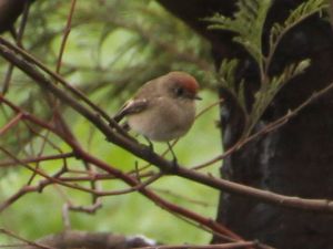 Red-capped Robin at Bababi Djinanang