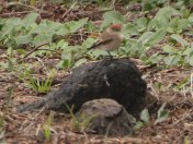 Red-capped Robin at Bababi Djinanang