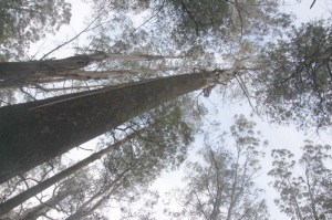 Alpine Ash canopy near Toolangi