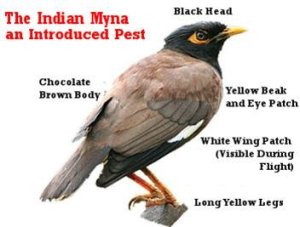 Common-myna=invasive-pest