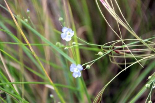Native Flax