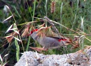 Red-browed Finch