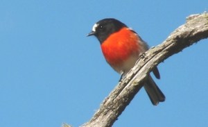 Scarlet Robin, blue sky, Mt Wombat small, Euroa